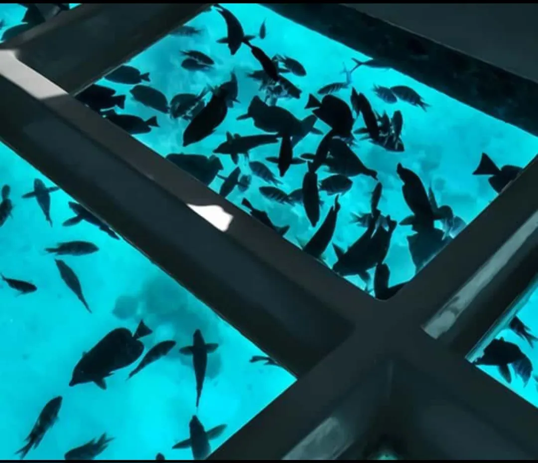 🌊🐠 Glass Bottom Boat Trip – El Gouna 🚤 Glass Bottom Boat /Screenshot_٢٠٢٦٠٧٠٢_١٧١٠٣٧_ChatGPT.jpg